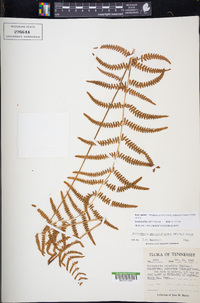 Thelypteris palustris subsp. pubescens image