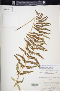 Thelypteris palustris subsp. pubescens image