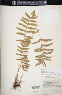 Thelypteris palustris subsp. pubescens image