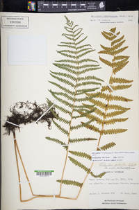 Thelypteris palustris subsp. pubescens image