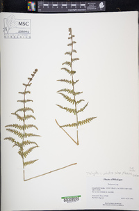 Thelypteris palustris subsp. pubescens image