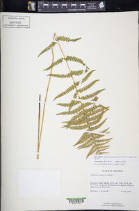 Thelypteris palustris subsp. pubescens image