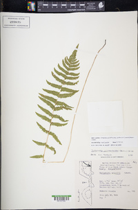 Thelypteris palustris subsp. pubescens image