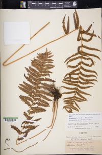 Thelypteris palustris subsp. pubescens image