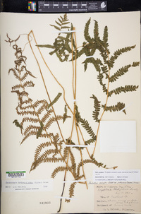 Thelypteris palustris subsp. pubescens image