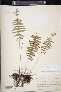 Thelypteris palustris subsp. pubescens image