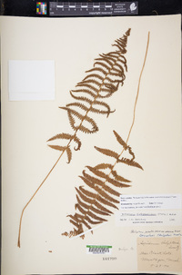 Thelypteris palustris subsp. pubescens image