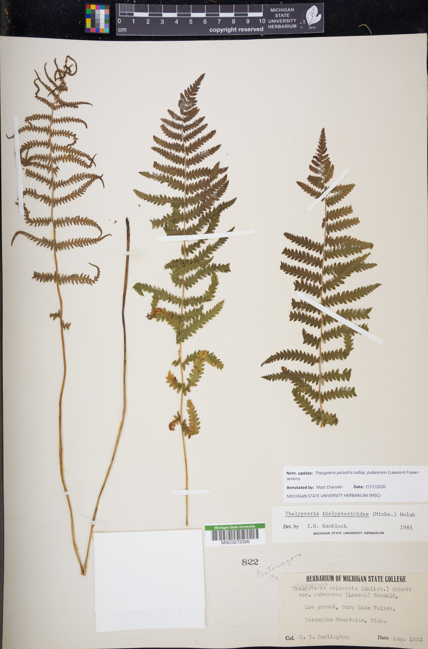 Thelypteris palustris subsp. pubescens image