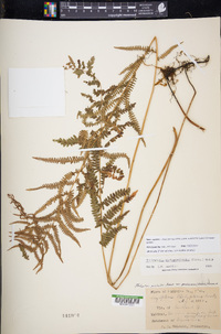 Thelypteris palustris subsp. pubescens image