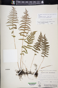 Thelypteris palustris subsp. pubescens image