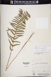 Thelypteris palustris subsp. pubescens image