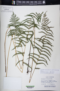 Thelypteris palustris subsp. pubescens image