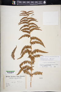 Thelypteris palustris subsp. pubescens image