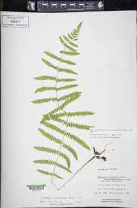 Thelypteris palustris subsp. pubescens image