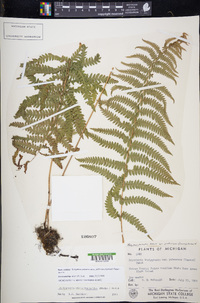 Thelypteris palustris subsp. pubescens image