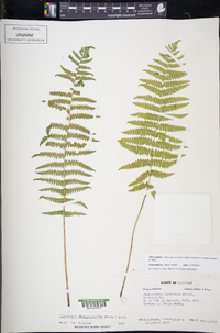 Thelypteris palustris subsp. pubescens image