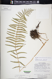 Thelypteris palustris subsp. pubescens image