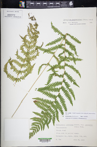 Thelypteris palustris subsp. pubescens image