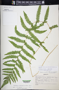 Thelypteris palustris subsp. pubescens image