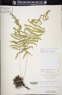 Thelypteris palustris subsp. pubescens image