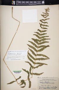 Thelypteris palustris subsp. pubescens image