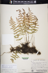 Thelypteris palustris subsp. pubescens image