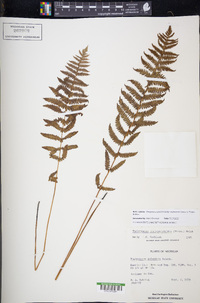 Thelypteris palustris subsp. pubescens image