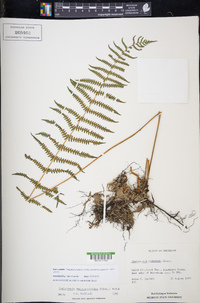 Thelypteris palustris subsp. pubescens image