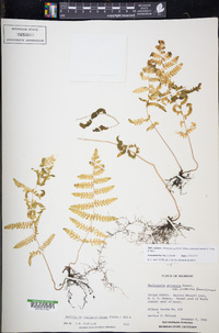 Thelypteris palustris subsp. pubescens image