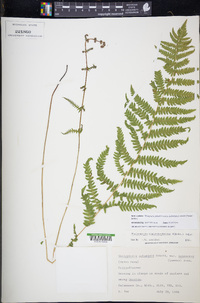 Thelypteris palustris subsp. pubescens image