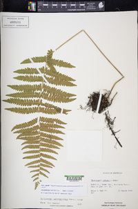 Thelypteris palustris subsp. pubescens image