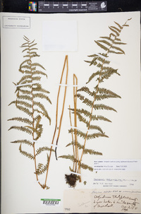 Thelypteris palustris subsp. pubescens image