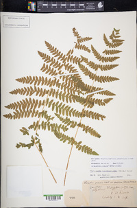 Thelypteris palustris subsp. pubescens image