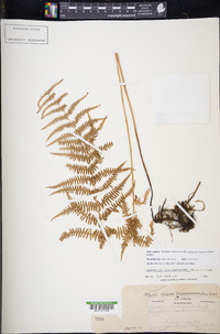 Thelypteris palustris subsp. pubescens image