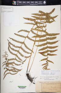 Thelypteris palustris subsp. pubescens image