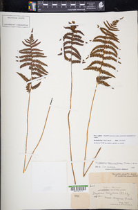 Thelypteris palustris subsp. pubescens image