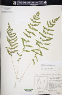 Thelypteris palustris subsp. pubescens image