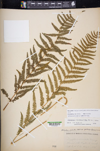 Thelypteris palustris subsp. pubescens image