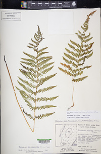 Thelypteris palustris subsp. pubescens image