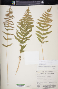 Thelypteris palustris subsp. pubescens image