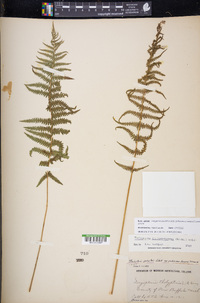 Thelypteris palustris subsp. pubescens image