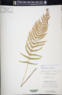 Thelypteris palustris subsp. pubescens image