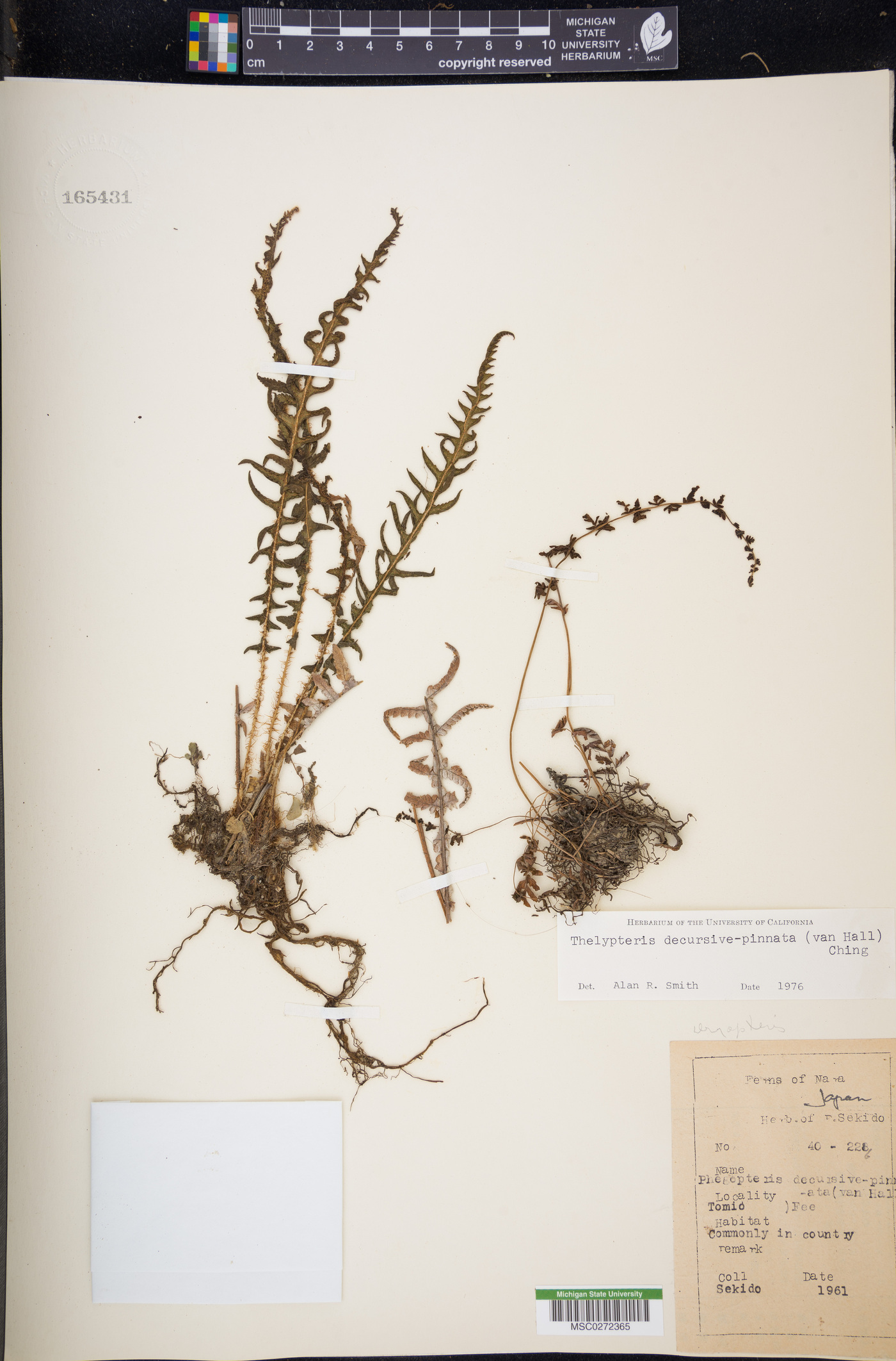 Thelypteris decursive-pinnata image
