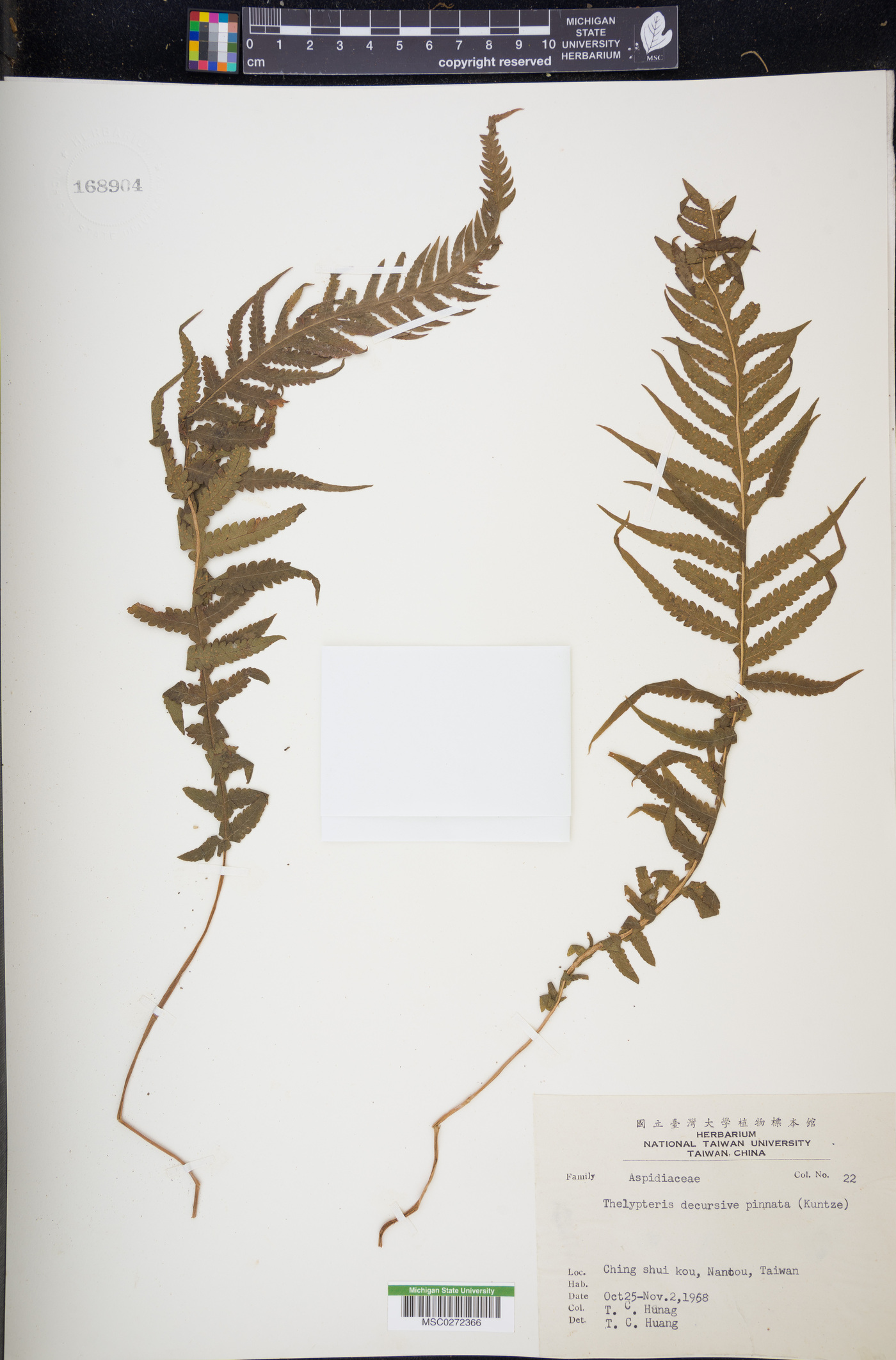 Thelypteris decursive-pinnata image