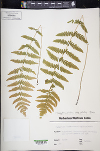 Thelypteris palustris subsp. palustris image