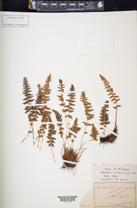 Woodsia ilvensis image