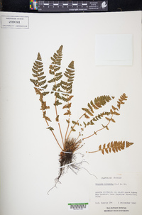 Woodsia ilvensis image