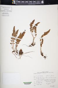 Woodsia ilvensis image