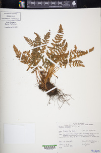 Woodsia ilvensis image