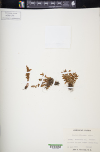 Woodsia ilvensis image